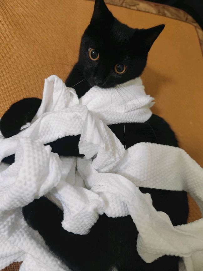 猫图片|宠物猫|猫咪|