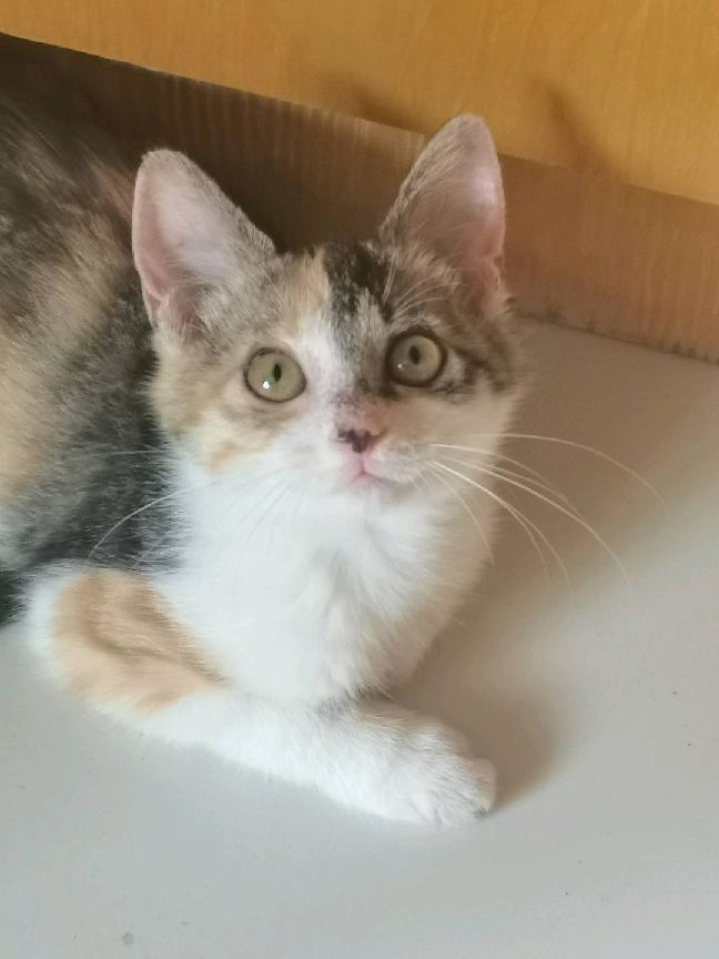 猫图片|宠物猫|猫咪|