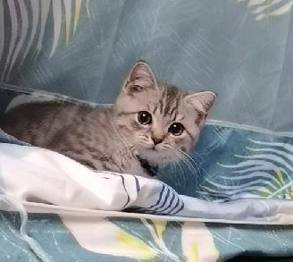 猫图片|宠物猫|猫咪|