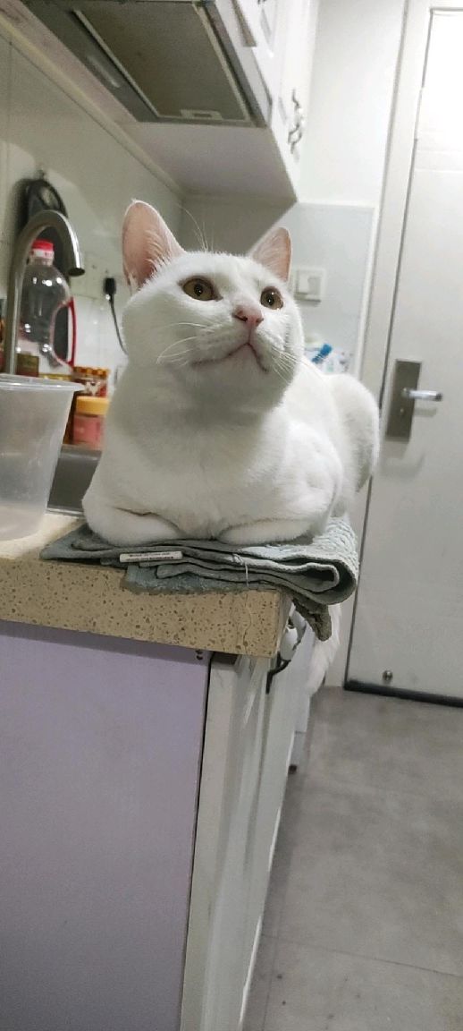 猫图片|宠物猫|猫咪|