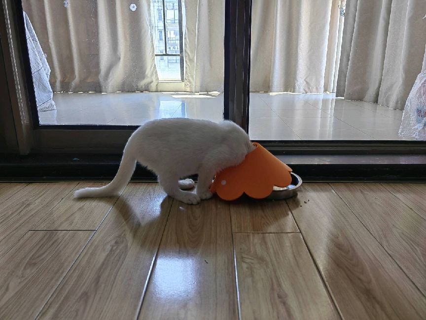 猫图片|宠物猫|猫咪|