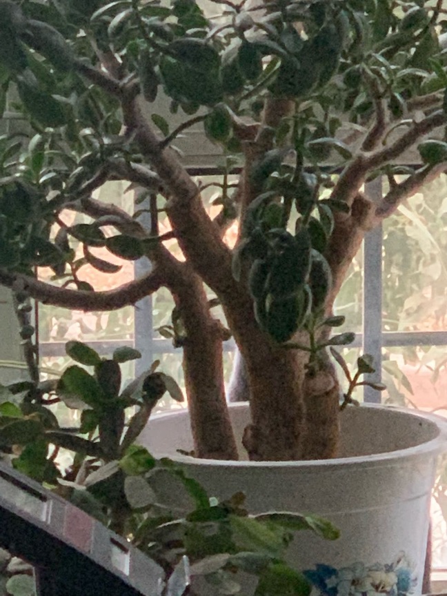 猫图片|宠物猫|猫咪|