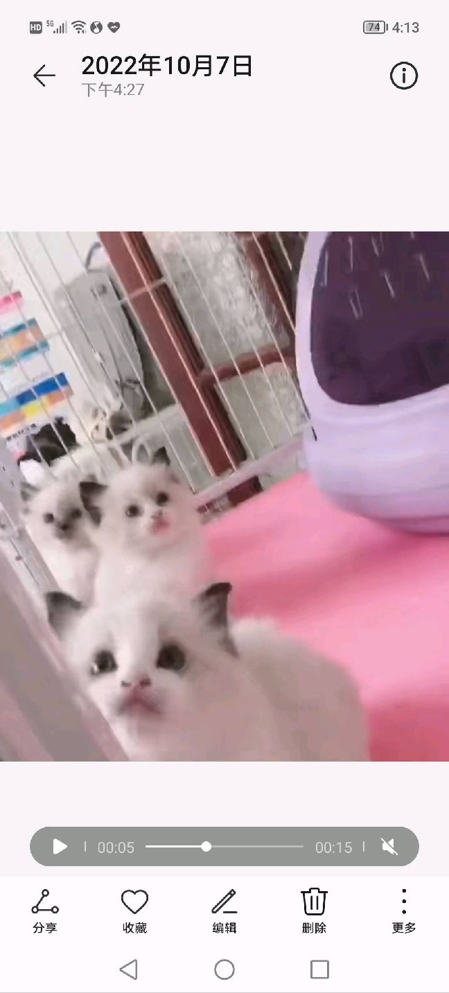 猫图片|宠物猫|猫咪|