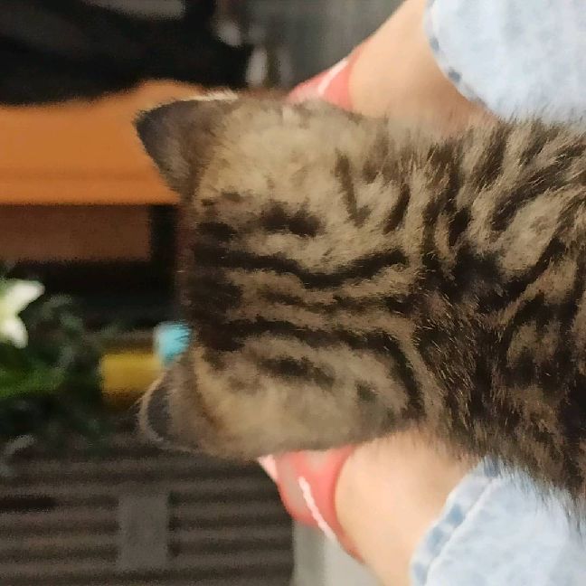 猫图片|宠物猫|猫咪|