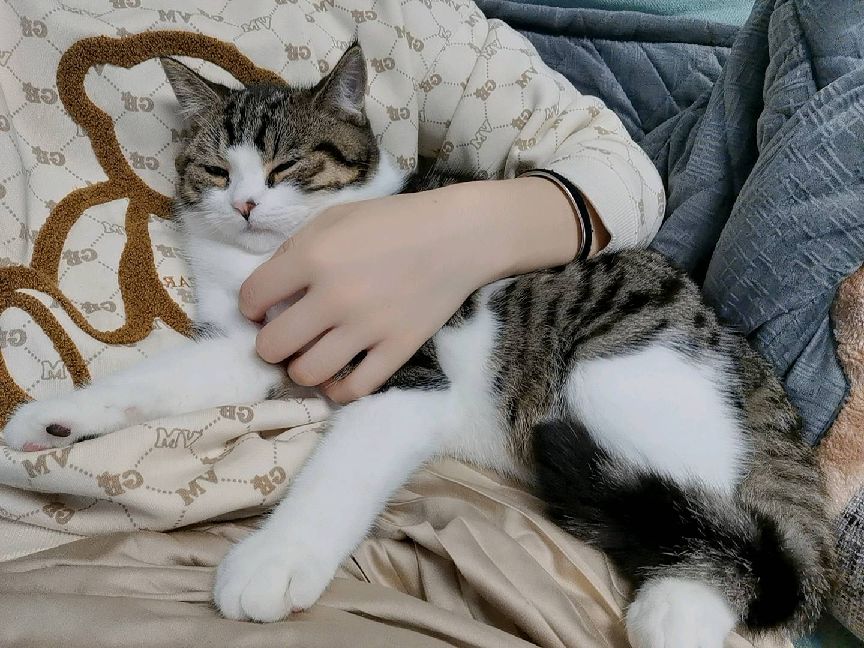 猫图片|宠物猫|猫咪|