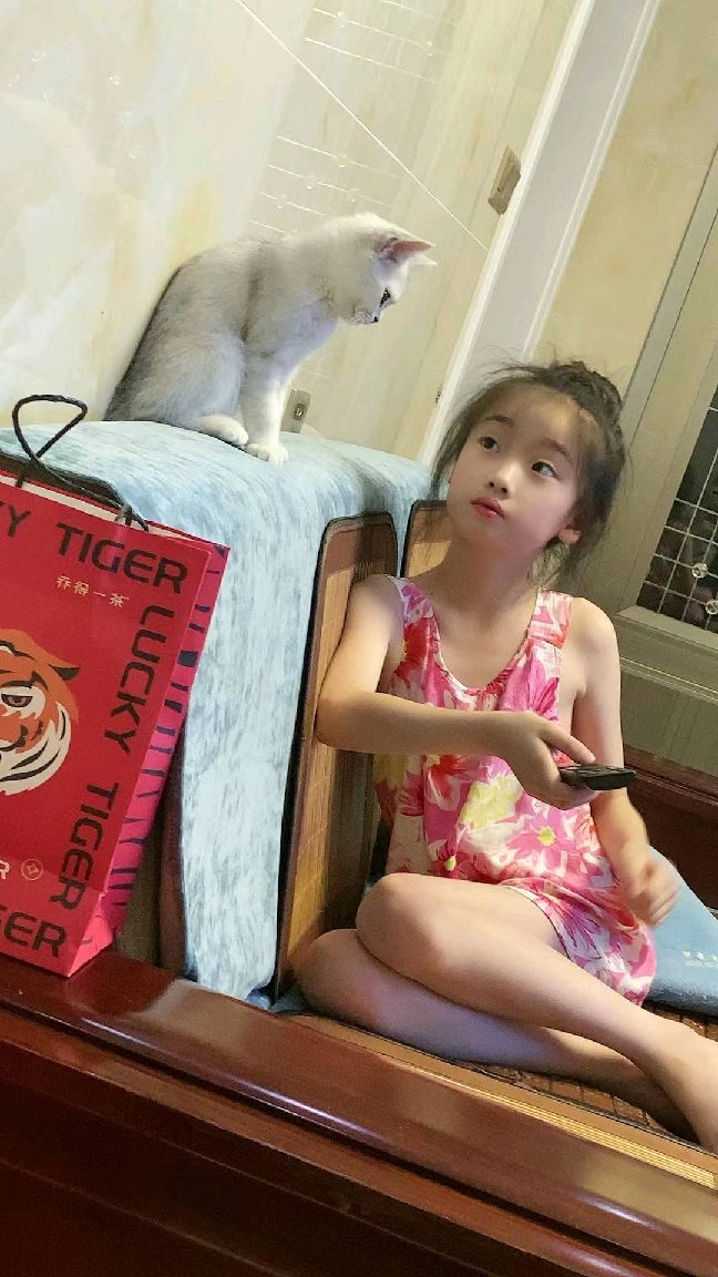 猫图片|宠物猫|猫咪|