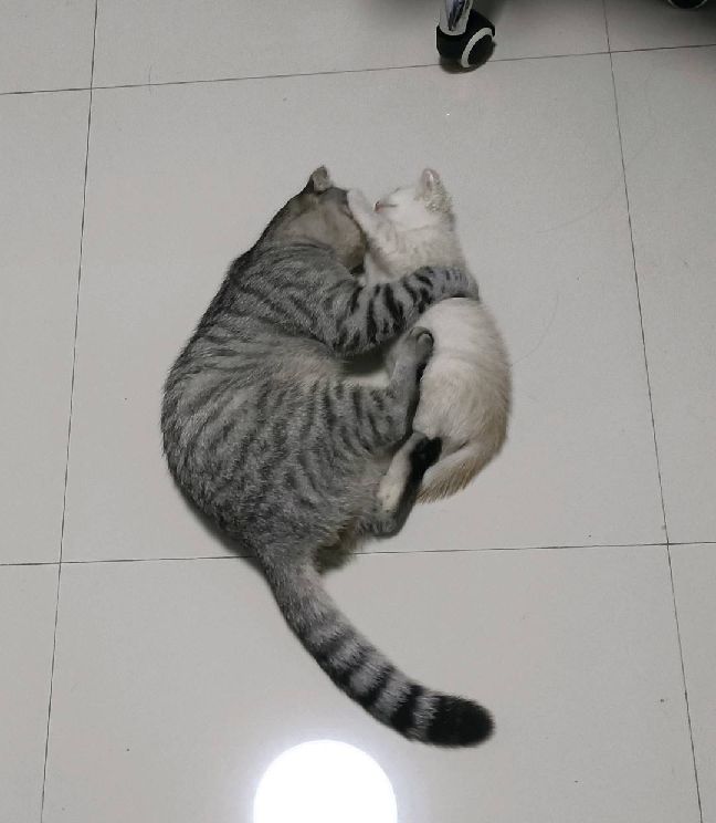 猫图片|宠物猫|猫咪|