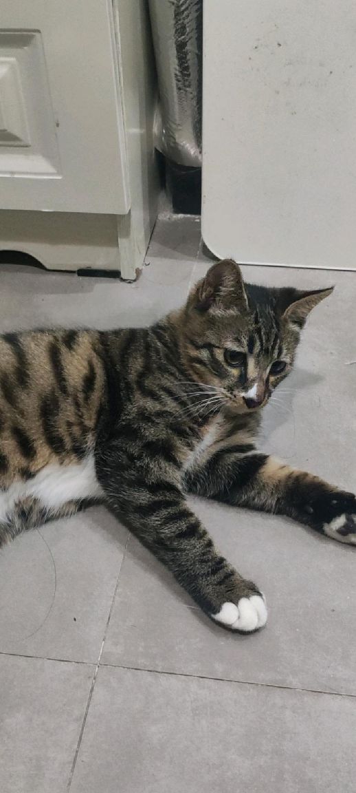 猫图片|宠物猫|猫咪|