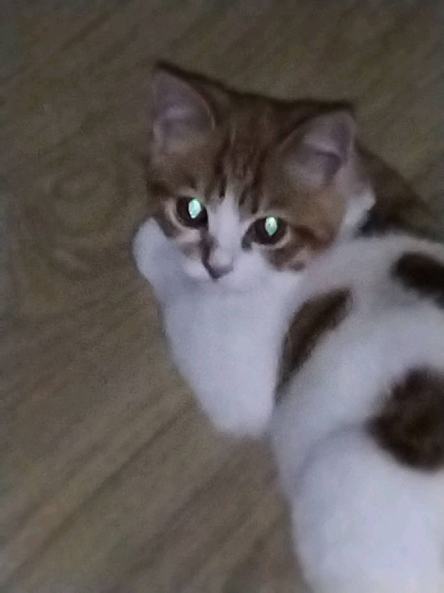 猫图片|宠物猫|猫咪|