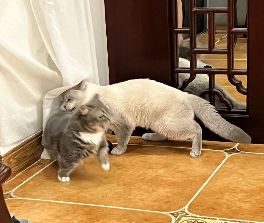 猫图片|宠物猫|猫咪|