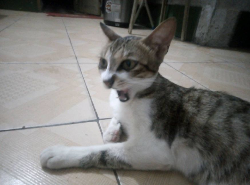 猫图片|宠物猫|猫咪|