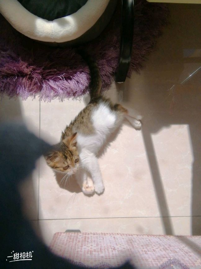 猫图片|宠物猫|猫咪|