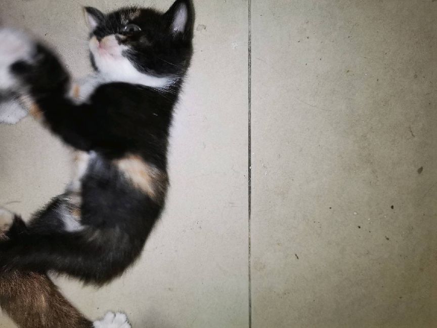 猫图片|宠物猫|猫咪|