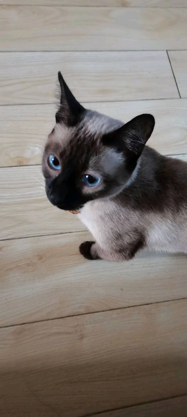 猫图片|宠物猫|猫咪|