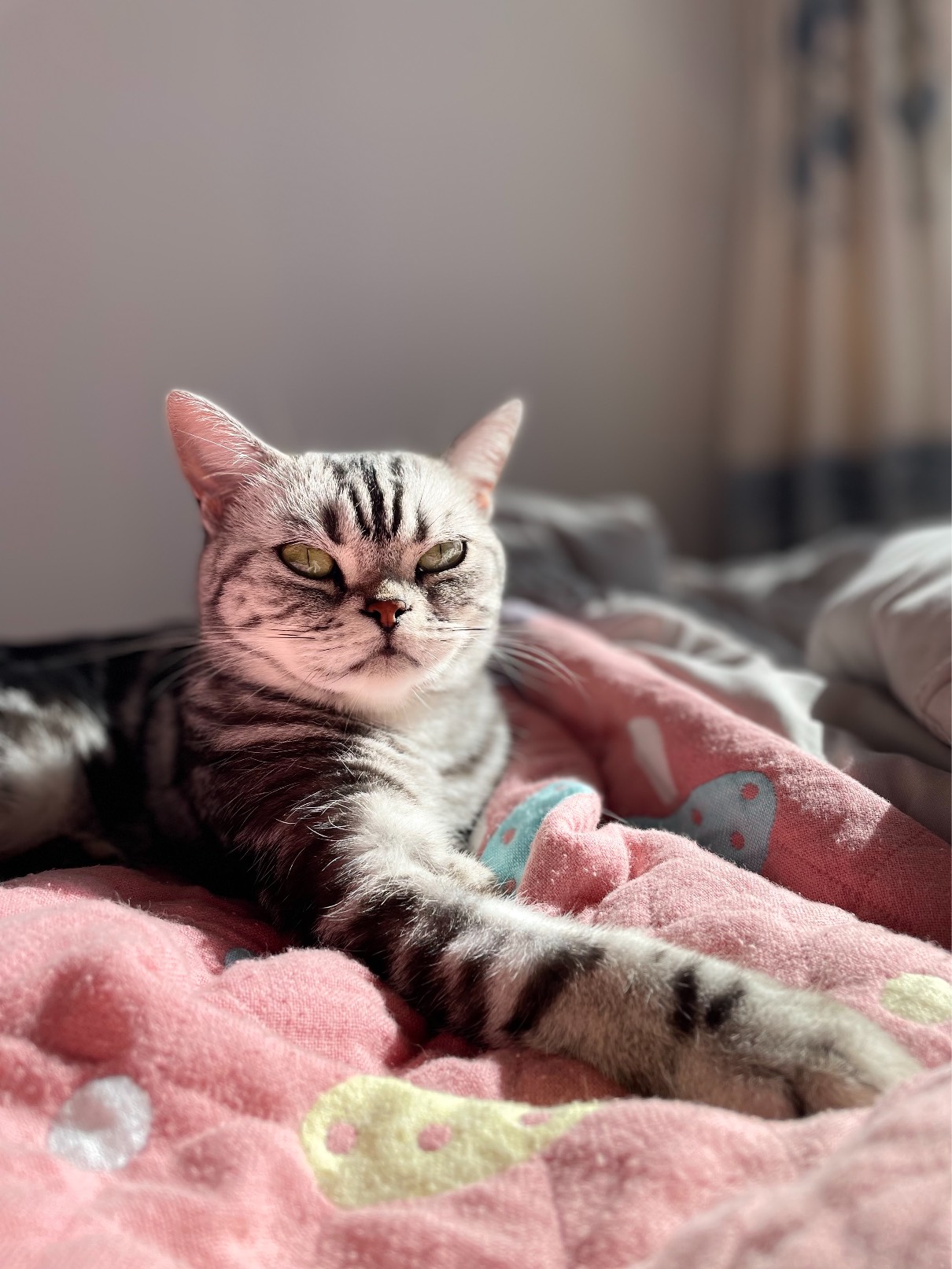 猫图片|宠物猫|猫咪|