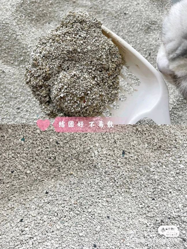 猫图片|宠物猫|猫咪|