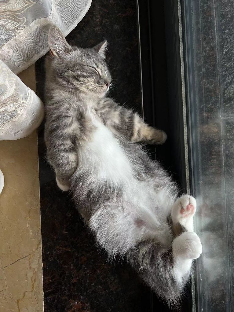 猫图片|宠物猫|猫咪|