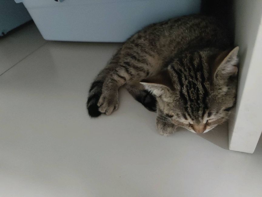 猫图片|宠物猫|猫咪|