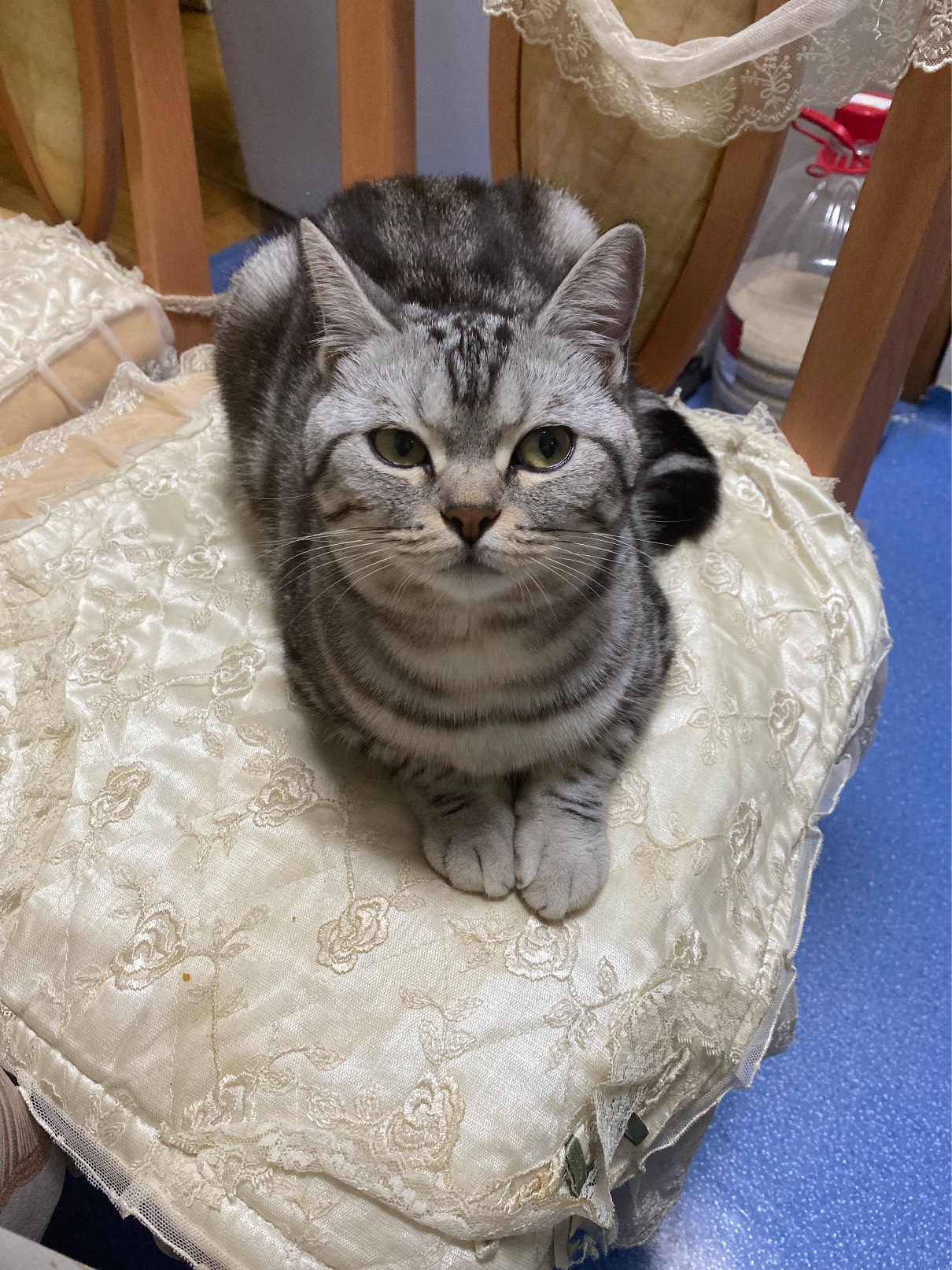 猫图片|宠物猫|猫咪|