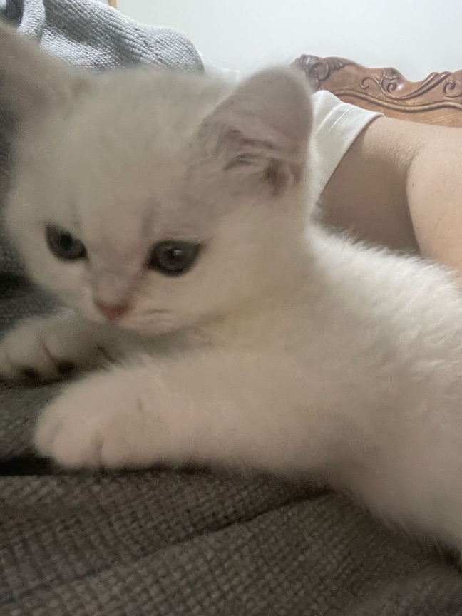 猫图片|宠物猫|猫咪|