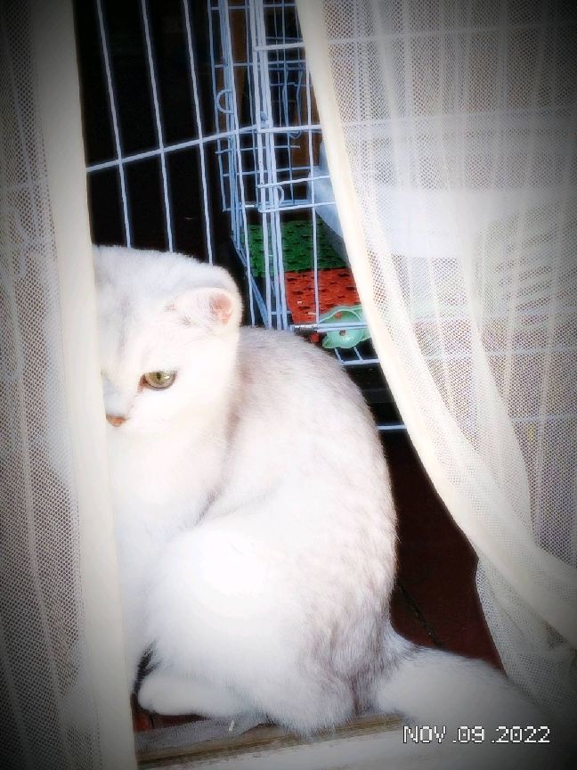 猫图片|宠物猫|猫咪|