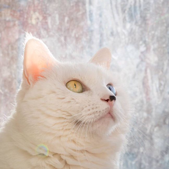 猫图片|宠物猫|猫咪|