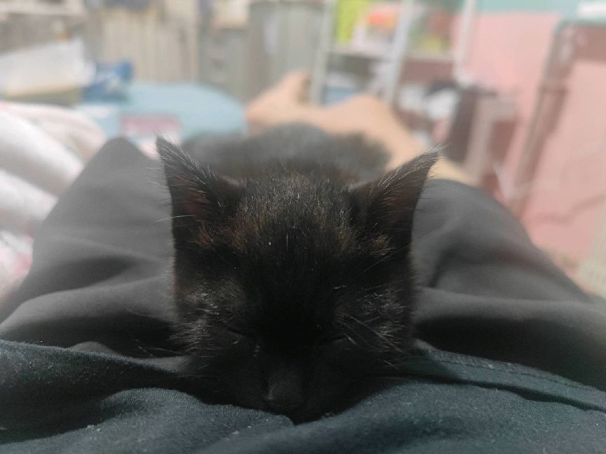 猫图片|宠物猫|猫咪|