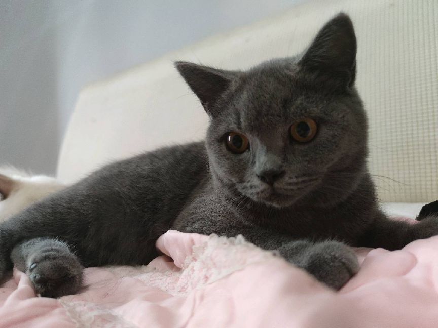 猫图片|宠物猫|猫咪|