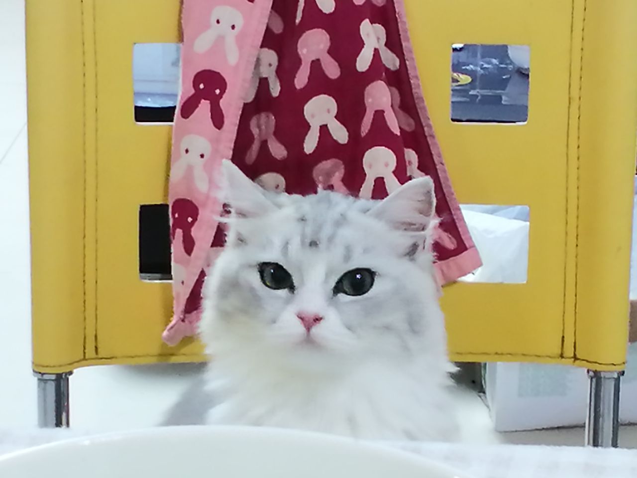 猫图片|宠物猫|猫咪|