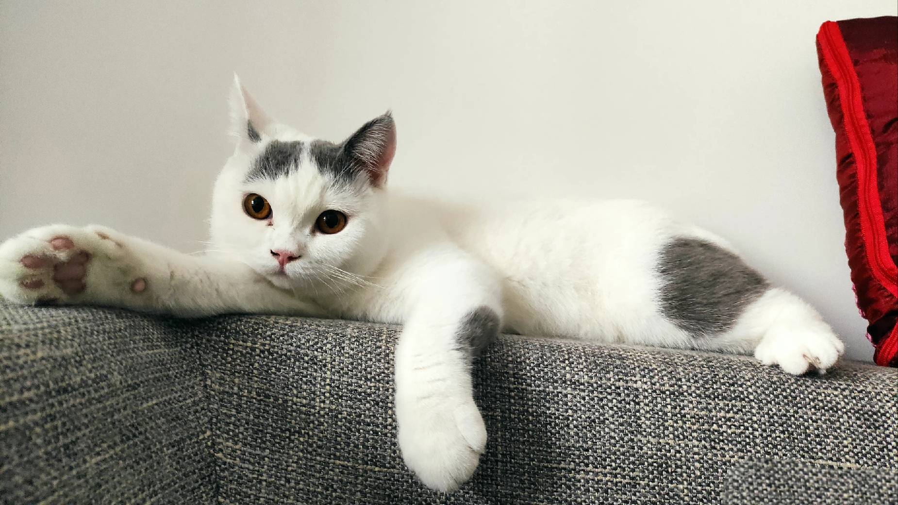 猫图片|宠物猫|猫咪|