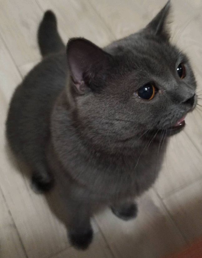 猫图片|宠物猫|猫咪|