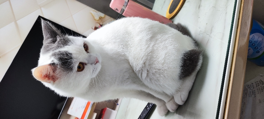 猫图片|宠物猫|猫咪|