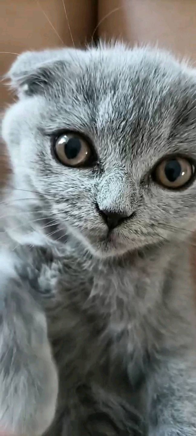 猫图片|宠物猫|猫咪|