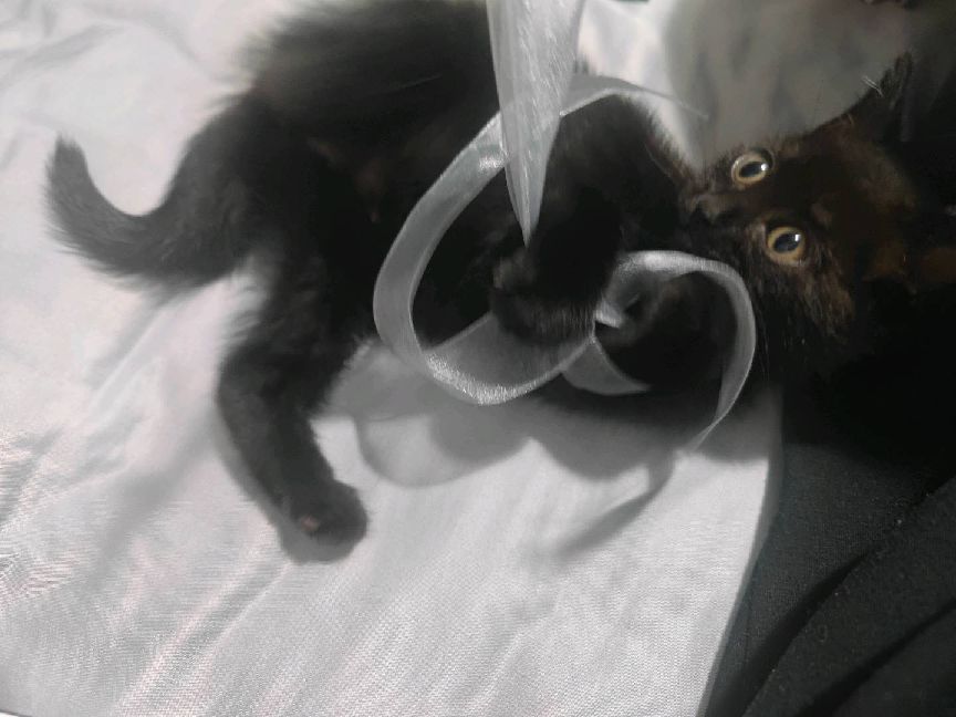 猫图片|宠物猫|猫咪|