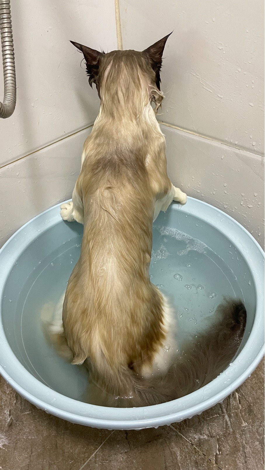 猫图片|宠物猫|猫咪|