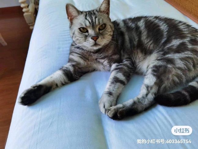 猫图片|宠物猫|猫咪|