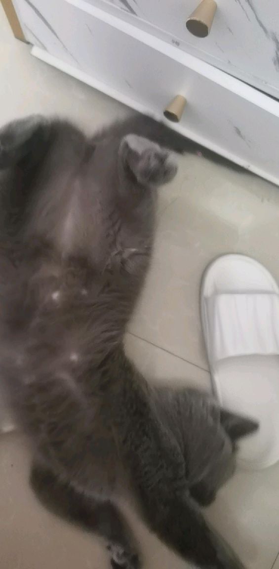 猫图片|宠物猫|猫咪|