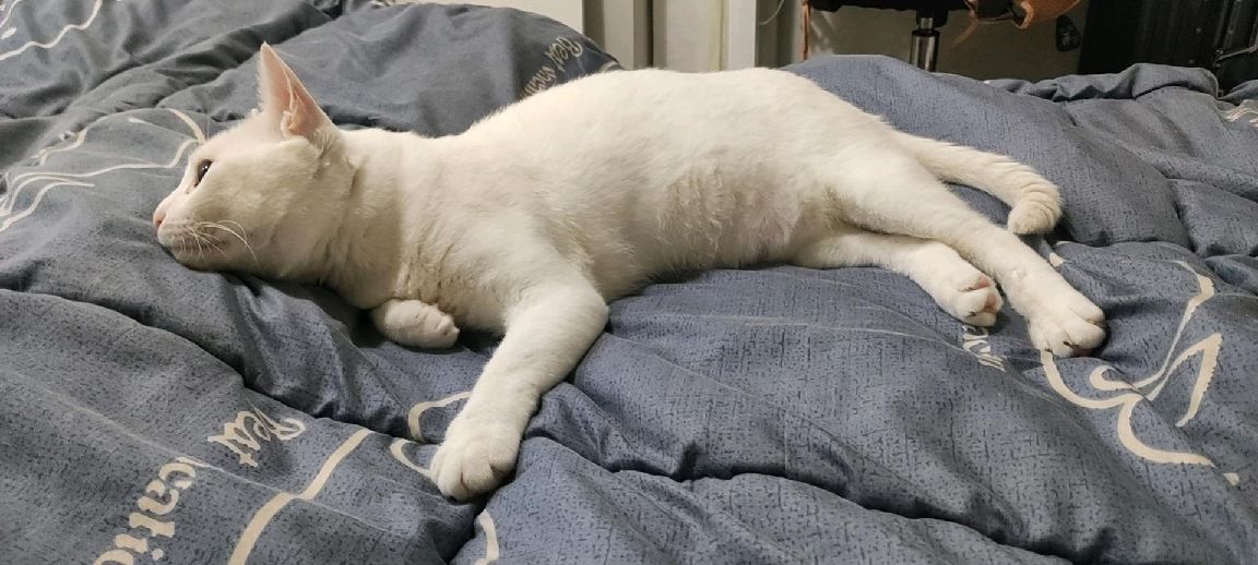 猫图片|宠物猫|猫咪|