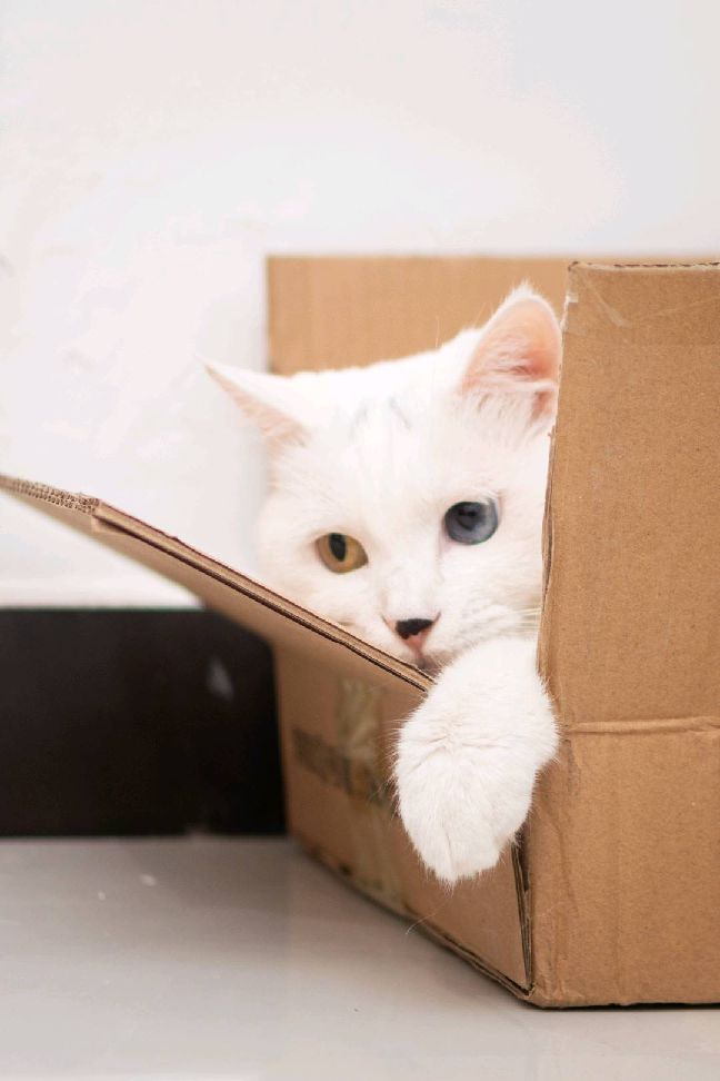 猫图片|宠物猫|猫咪|