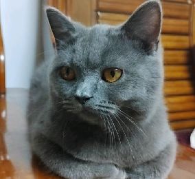 猫图片|宠物猫|猫咪|