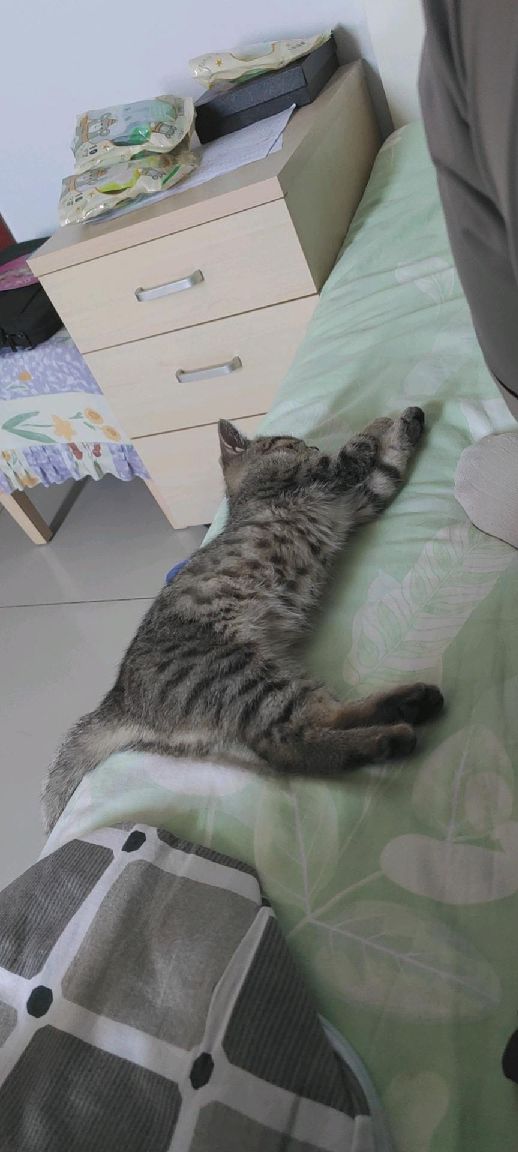 猫图片|宠物猫|猫咪|