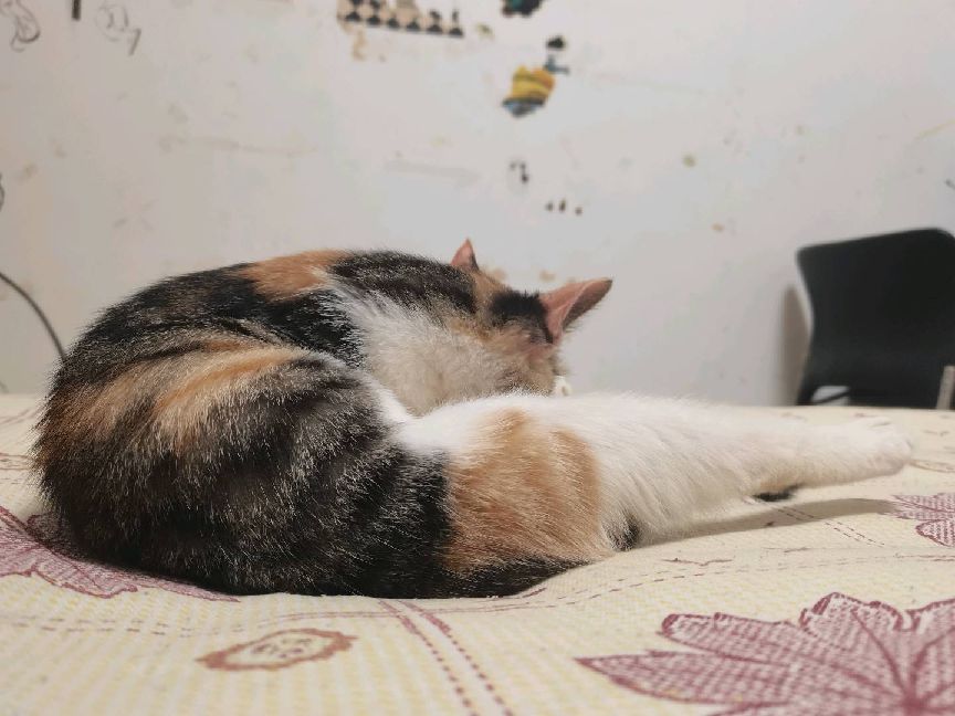 猫图片|宠物猫|猫咪|