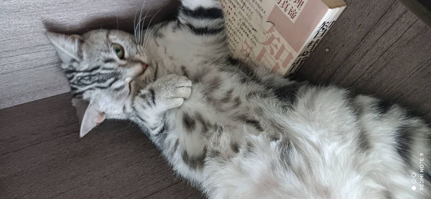 猫图片|宠物猫|猫咪|