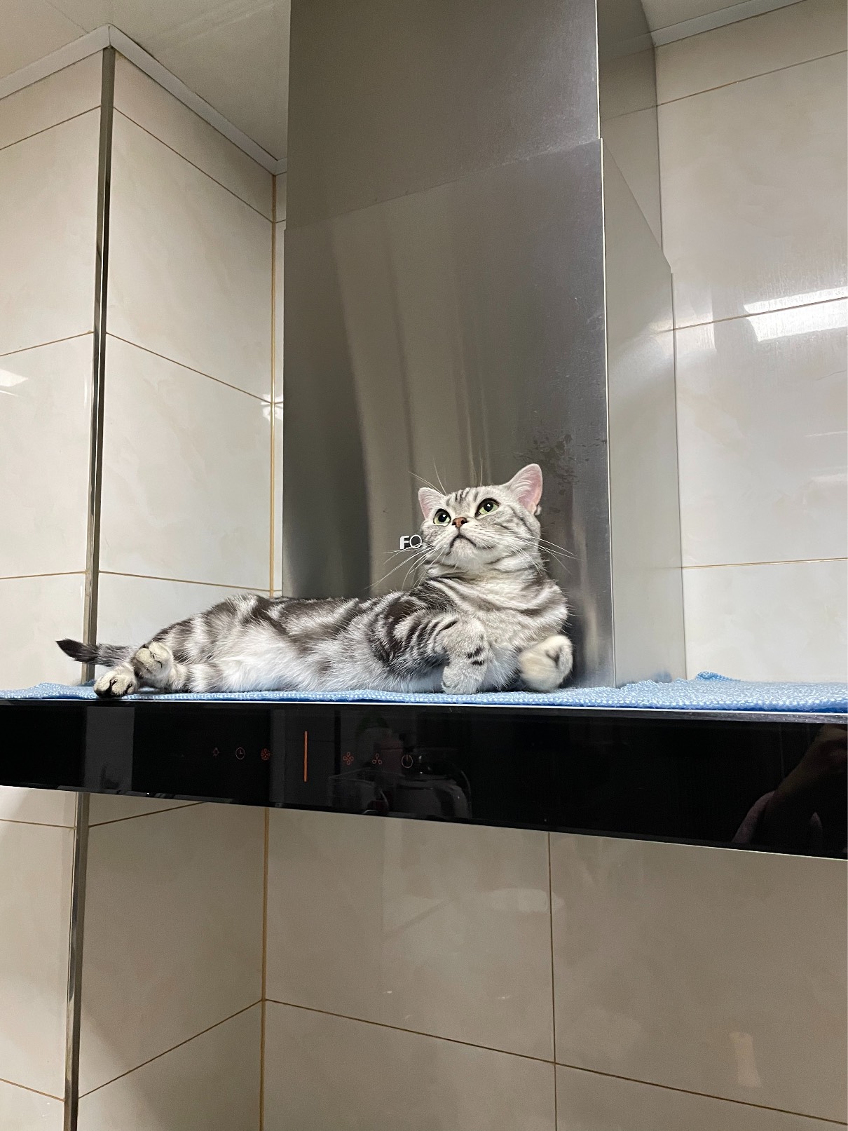 猫图片|宠物猫|猫咪|