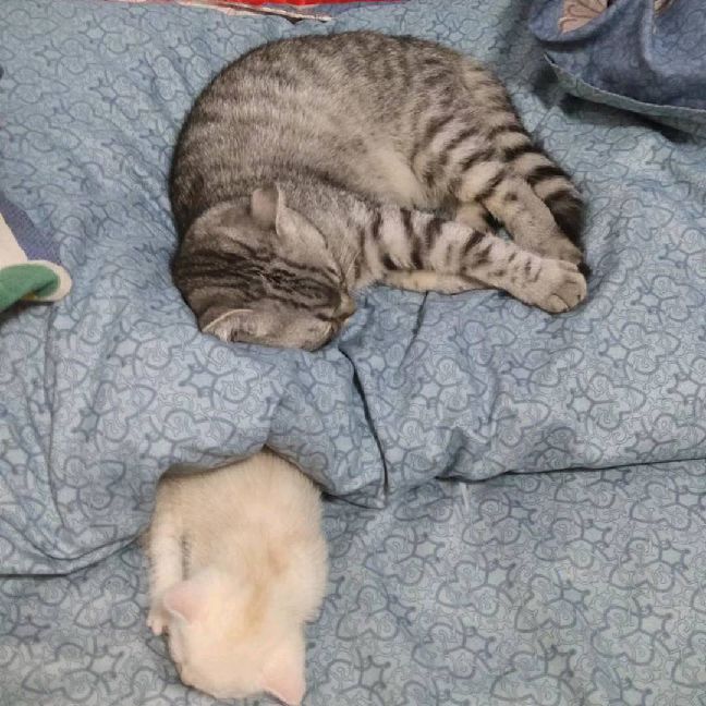 猫图片|宠物猫|猫咪|