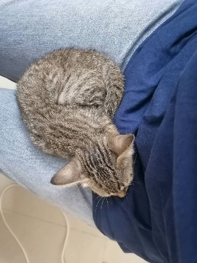 猫图片|宠物猫|猫咪|