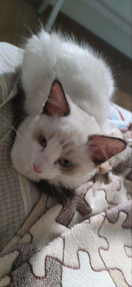 猫图片|宠物猫|猫咪|