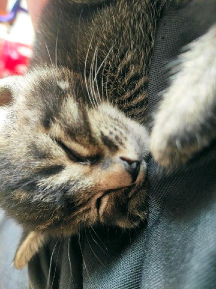 猫图片|宠物猫|猫咪|