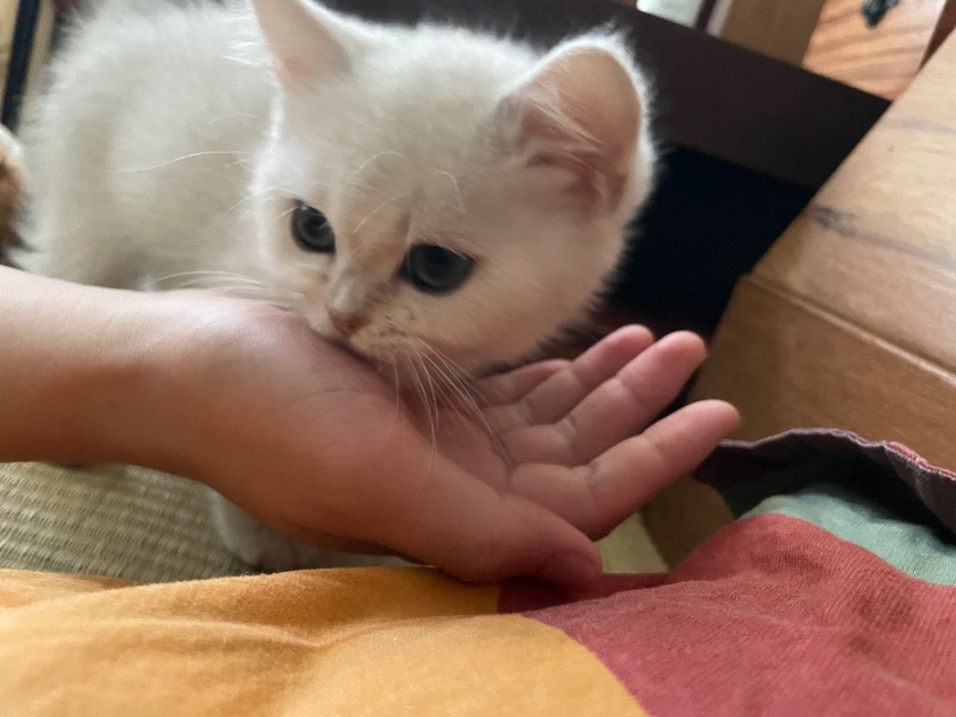 猫图片|宠物猫|猫咪|