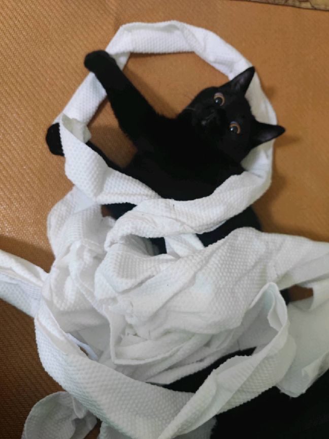 猫图片|宠物猫|猫咪|